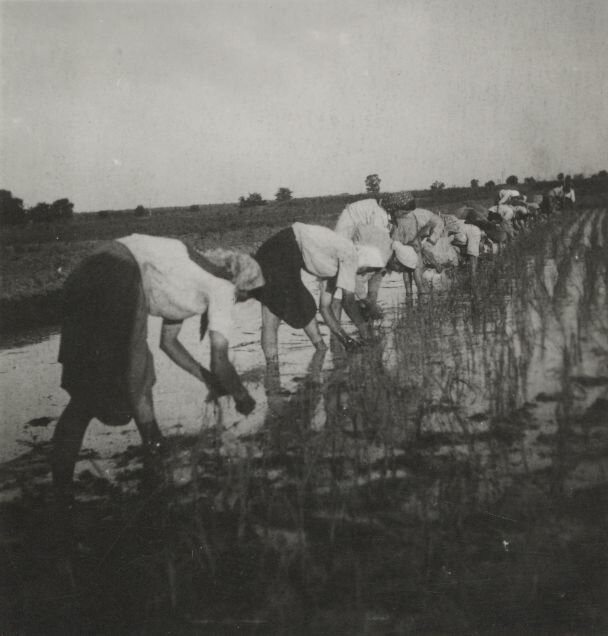 Agricultural work performed by peasants on the estate Flondor, County Storojineţ