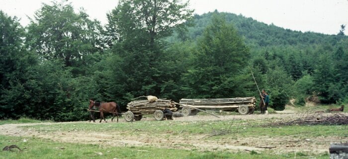 Wood transport near Sighet