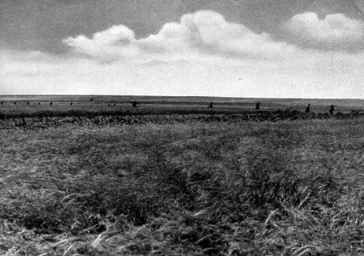 German infantry goes over the treeless plain of Bessarabia into the fight 