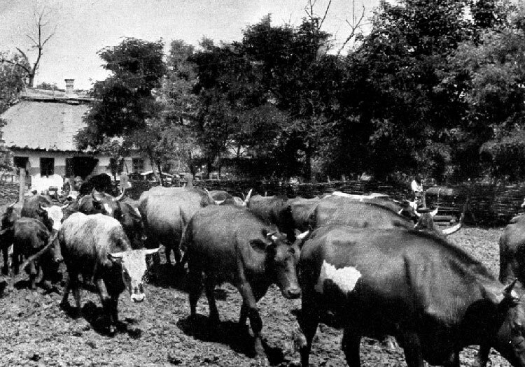 Cattle, which was kept in hiding, is driven back to the village by German troops 