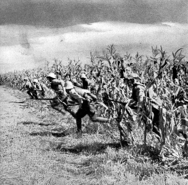 Romanians attack through the corn field